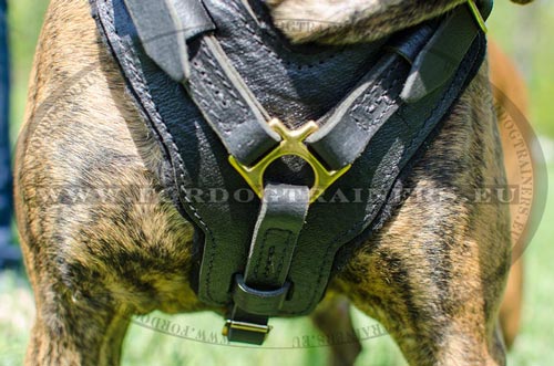 Excellent decorated chest plate of the leather harness
for Boxer