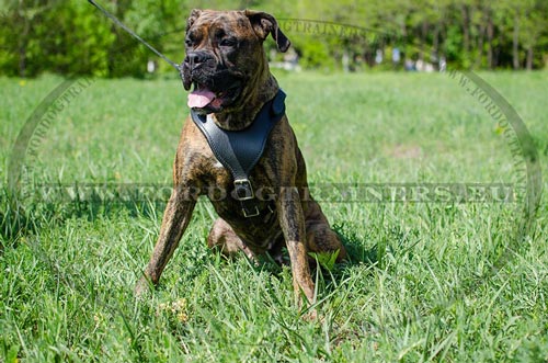 Handmade Harness for Boxer