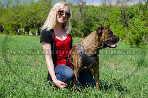 Genuine Leather Dog Harness