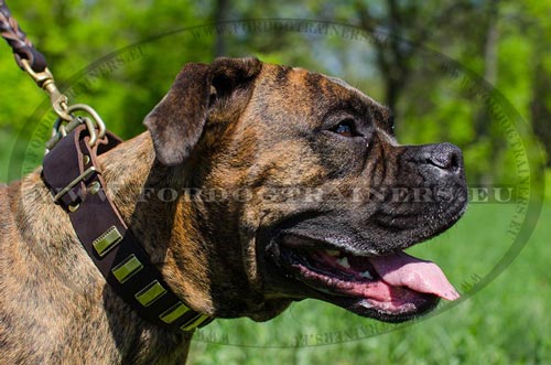 Decorated Boxer accessory