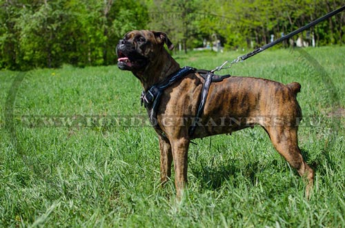 Harnais en cuir peint pour Boxer