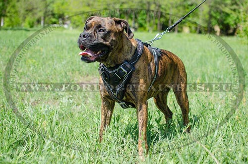 Paited Harness for Boxer - Attention to Details