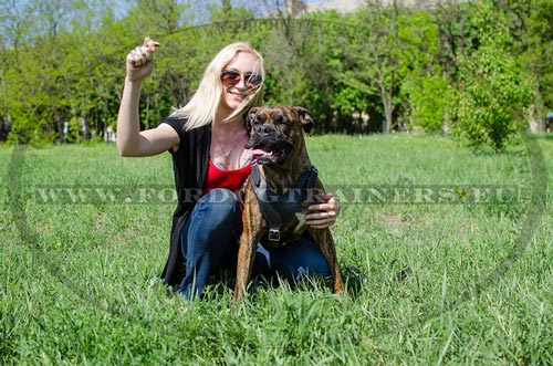 Training Leather Harness with Handle for Boxer