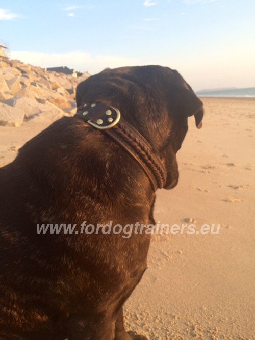 Decorated Collar for Bullmastiff