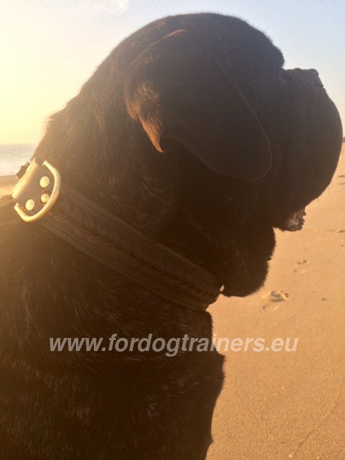 Bullmastiff content avec son collier en cuir