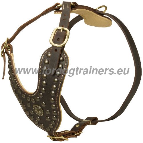 Luxurious studded harness for
American pitbull