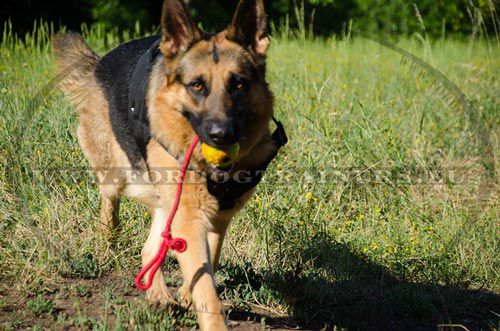 Hundegeschirr aus Nylon fr jeden Tag