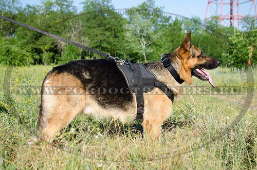 Hundegeschirr perfekt Allwetter