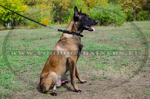 Collare di cuoio a strozzo per Malinois