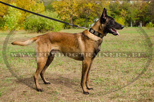 Belgian Malinois wearing our captivating nylon collar