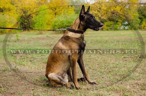 Malinois Belgique avec le Collier Classique, beau et
fonctionnel