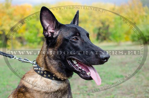 Malinois with his stylish Studded Collar with Cut Cones