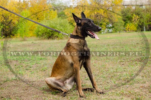 Wide leather dog collar for Malinois is indeed elegant