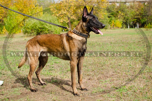 Malinois con il collare con borchie a punta di bronzo