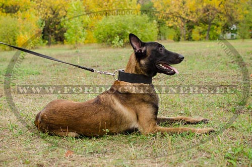 Collier lgant Extra Large de
Promenade&Dressage pour Malinois