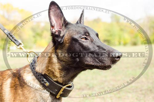 Happy Malinois dog with the braided leather collar