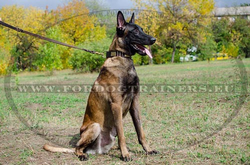 Collier en
cuir mis sur le chien Malinois