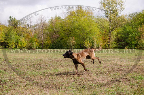 Malinois Dog Enjoying His Wonderful Nylon Collar