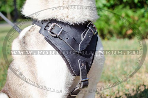 Sterke en comfortabele borst plaat van de hondentuig voor
jachthond