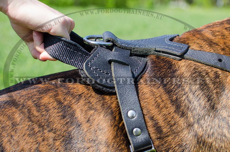 Leather Harness for Boxer Trainig Leather Agitation Harness H8 1057 Pettorina in cuoio da lavoro per Boxer Dog harness Dog muzzle Dog collar dog leash Bite Sleeves