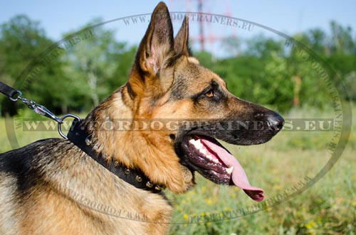 Nylon dog collar extra resistant