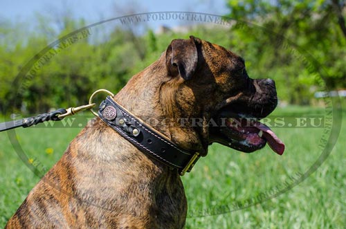 Excellent padded collar on Boxer