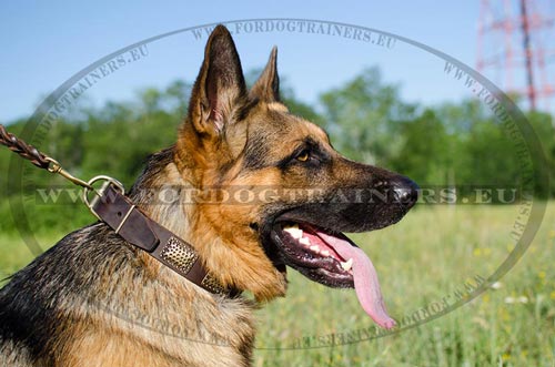 Special decorated collar with plates for German
Shepherd