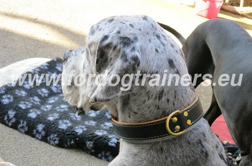 Duitse Dog Stijle Halsband