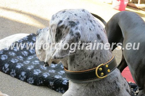 Great Dane Stylish Collar