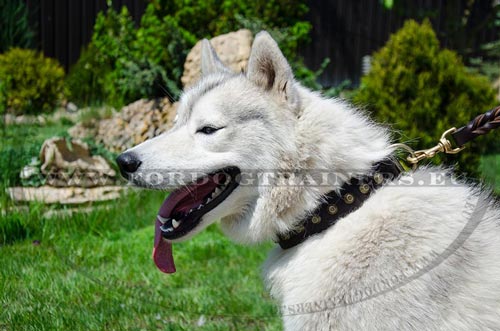 Collier en cuir 40 mm de large pour Husky