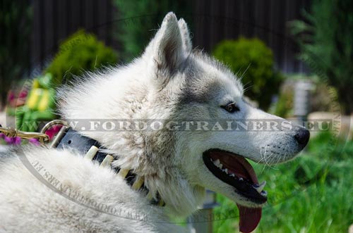 Wide Collar  Genuine Leather Siberian Husky