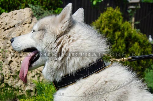 Premium Class Leather Collar for Husky