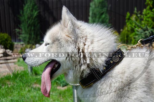 Braided Collar for Husky