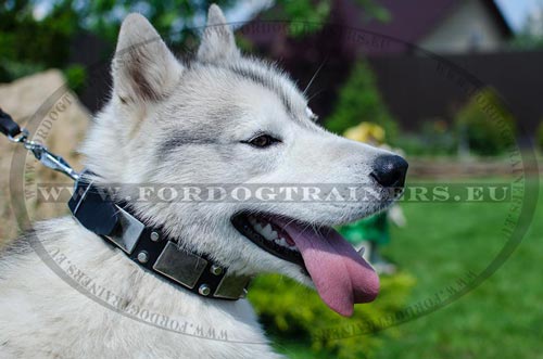 Multifunctional Leather Dog Collar for Husky
