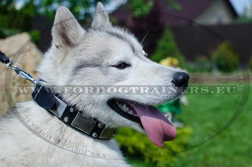 Collier confort pour Husky