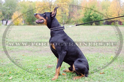Magnificent black leather collar for courageous Doberman