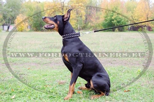 Collier magnifique pour Dobermann en cuir de haute
qualit