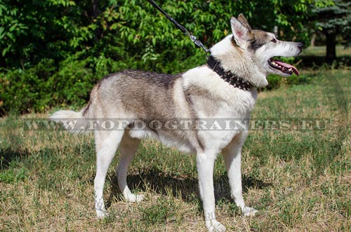 Wide and strong leather collar with
various decorations for Laika