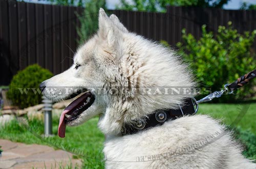 Collier pour souligner la beaut du Husky 