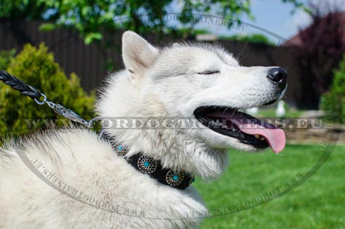 Decorated Leather Collar for Husky