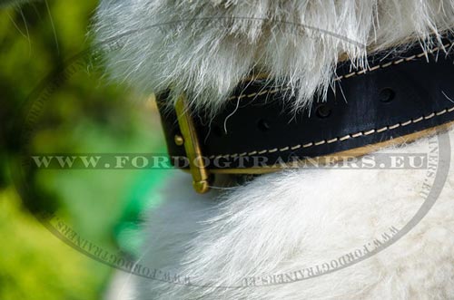 Designer Luxurious Dog Collar with Nappa Padding