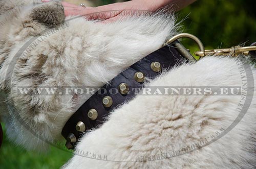 Collier cuir pour Husky confortable et joli