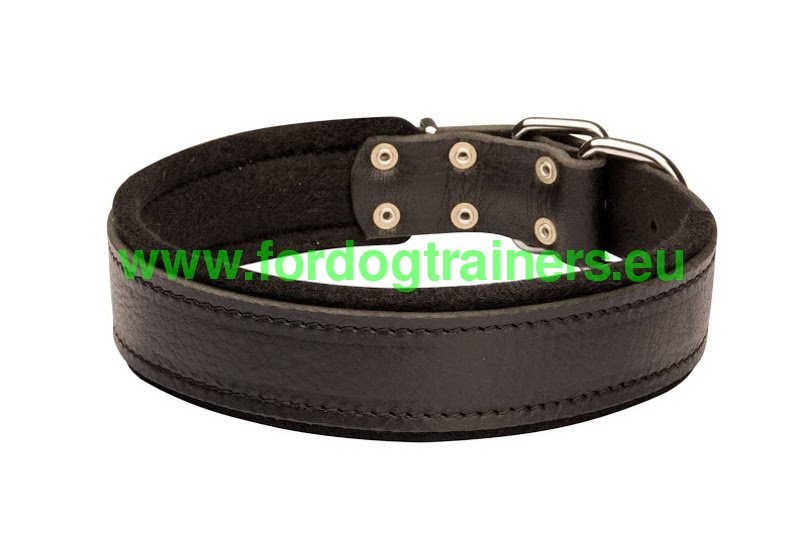 padded puppy collar