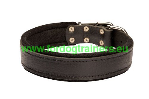 Leather collar for Doberman formation