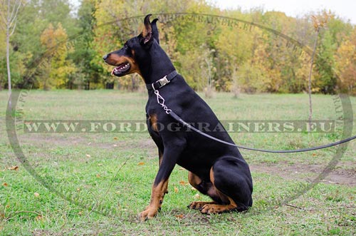 Collier 25 mm de large en nylon pour Dobermann C98