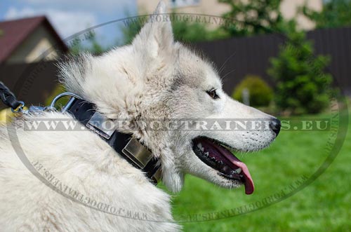 Wide Designer Dog Collar for Siberian Husky