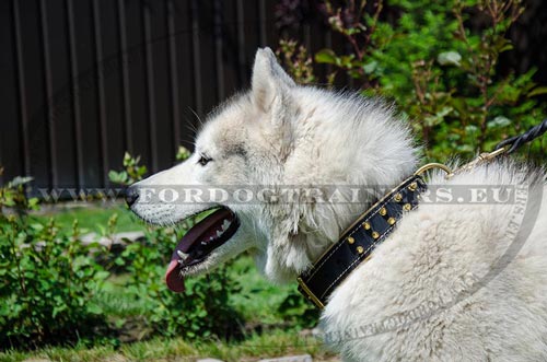 Husky en collier splendide pour promenade et formation