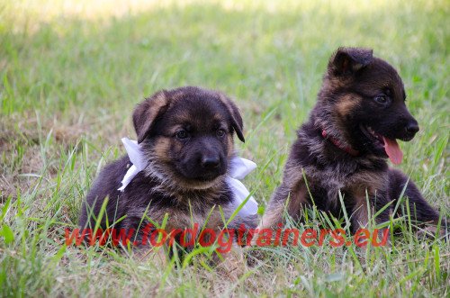 Fat german shepherd store puppy