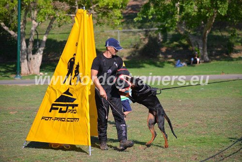 Lederen Tuig voor Doberman