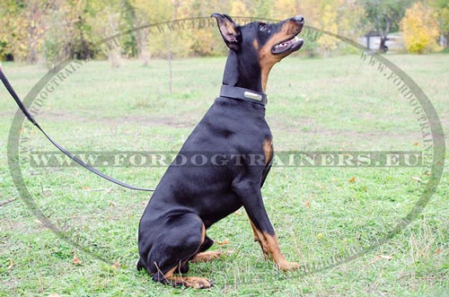 Leather collar with
nickel hardware with ID tag for Doberman excellent price